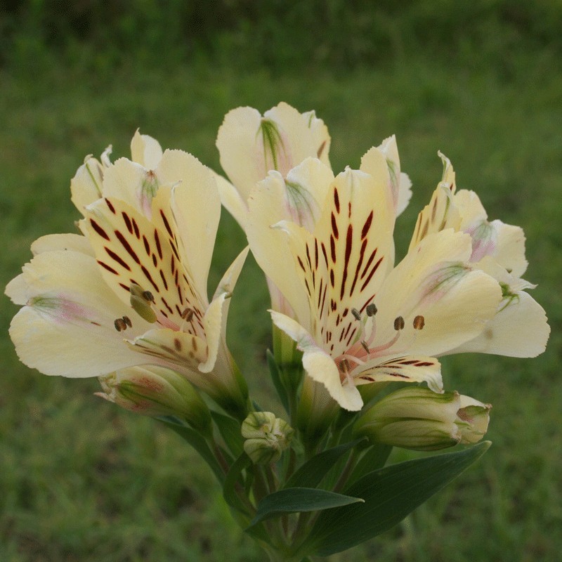 Alstroemère 'Noah'