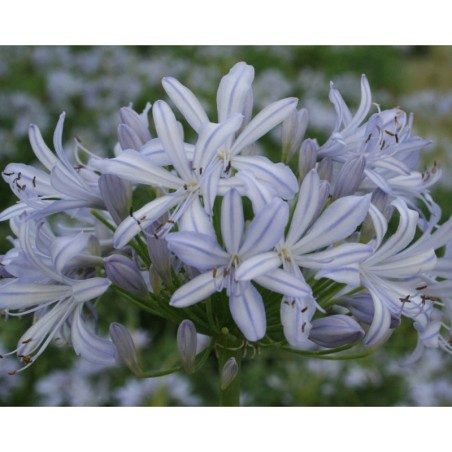 Agapanthe 'Gayles Lilac'