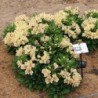  Alstroemère 'Noah'