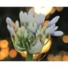 Agapanthe 'Queen Mum'
