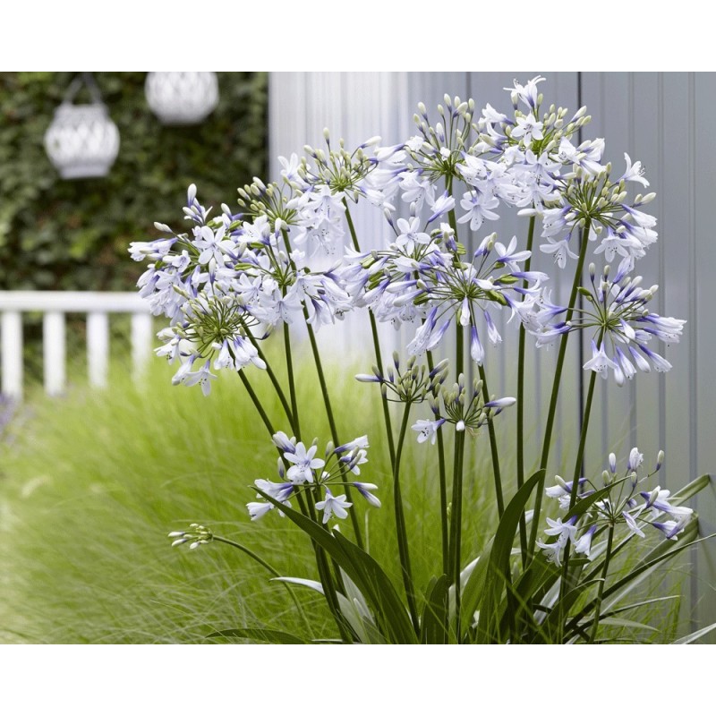  Agapanthe 'Twister'