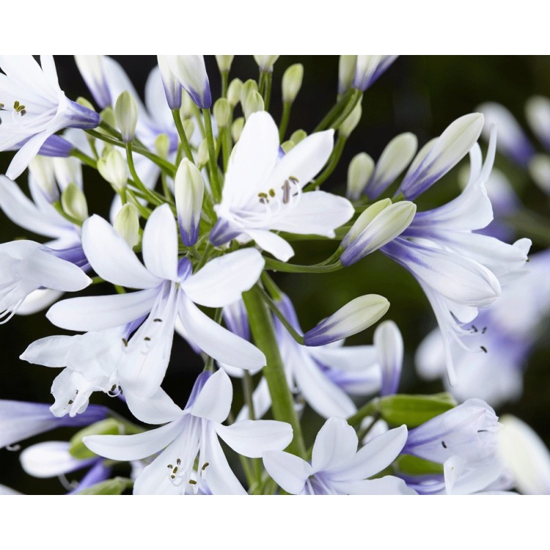  Agapanthe 'Twister'