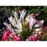 Agapanthe 'Strawberry Ice'