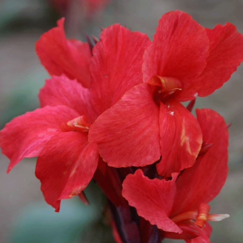 Canna 'Assaut'