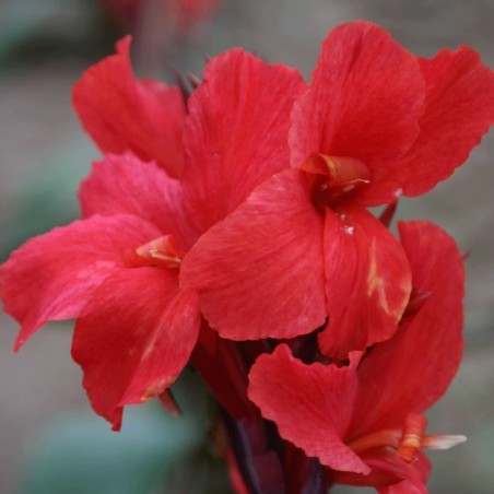 Canna 'Assaut'