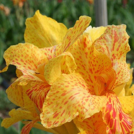Canna 'En Avant'