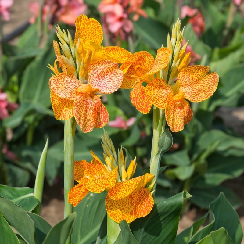 Canna 'En Avant'