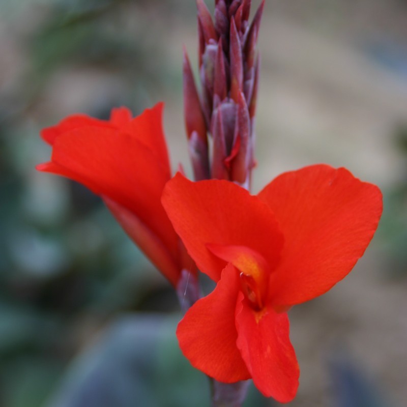 Canna 'Feu Magique'