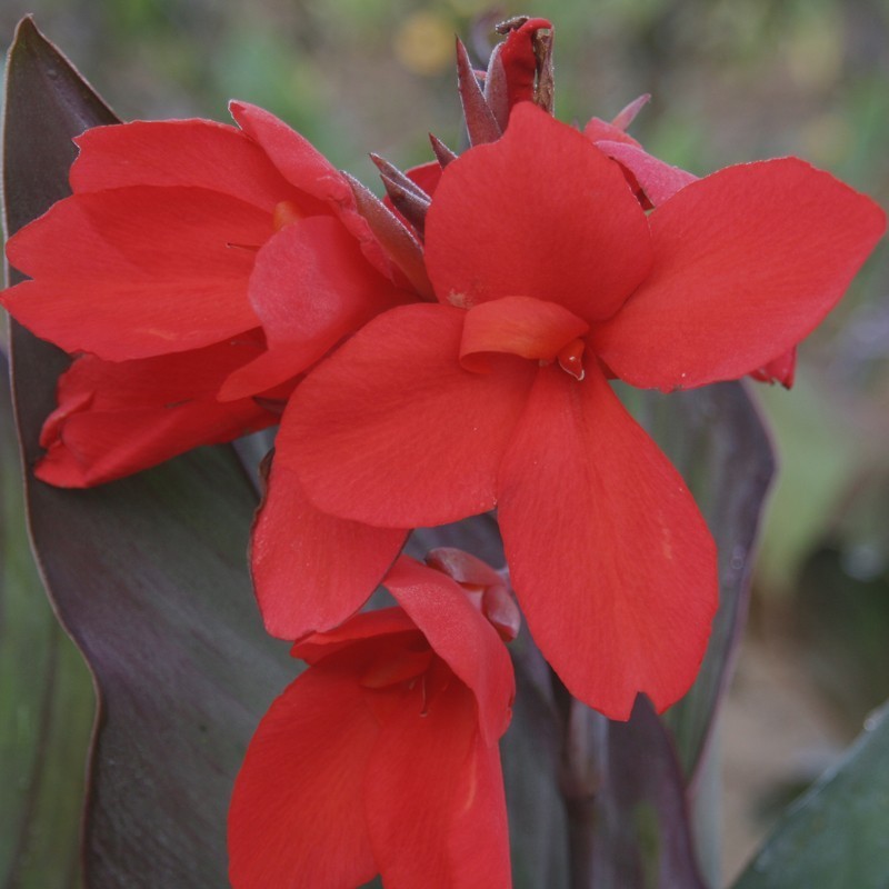  Canna 'Feu Magique'