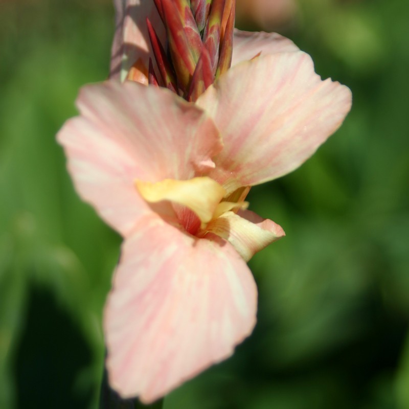  Canna 'Gnom'