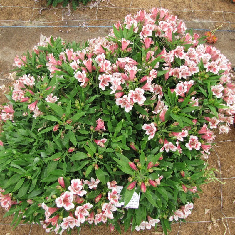  Alstroemère 'Roxane'
