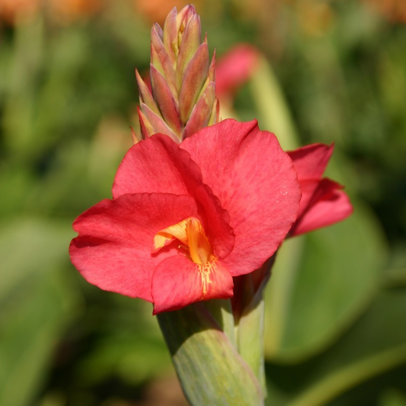 Canna 'Prince Charmant'