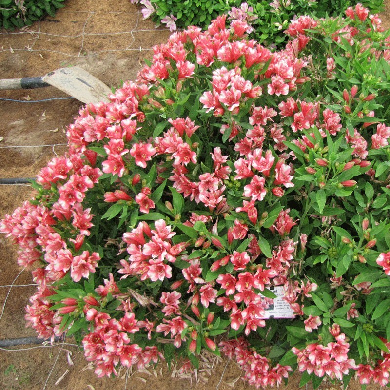  Alstroemère 'Chloé'