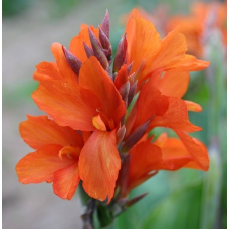 Canna 'Saumur'