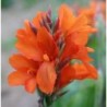 Canna 'Saumur'