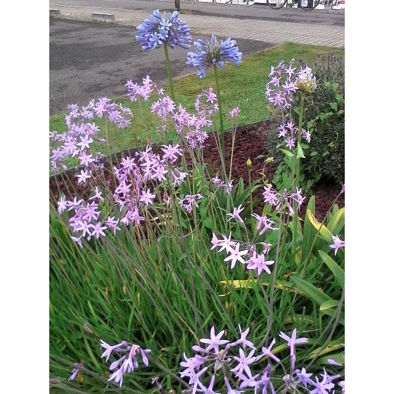  Tulbaghia variegata