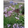  Tulbaghia variegata