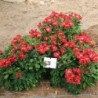  Alstroemère 'Stella'