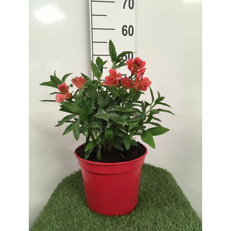 Alstroemère 'Elisabeth' ®