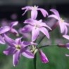  Tulbaghia Kilimanjaro