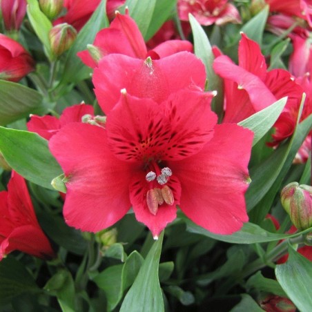 Alstroemère 'Léo'