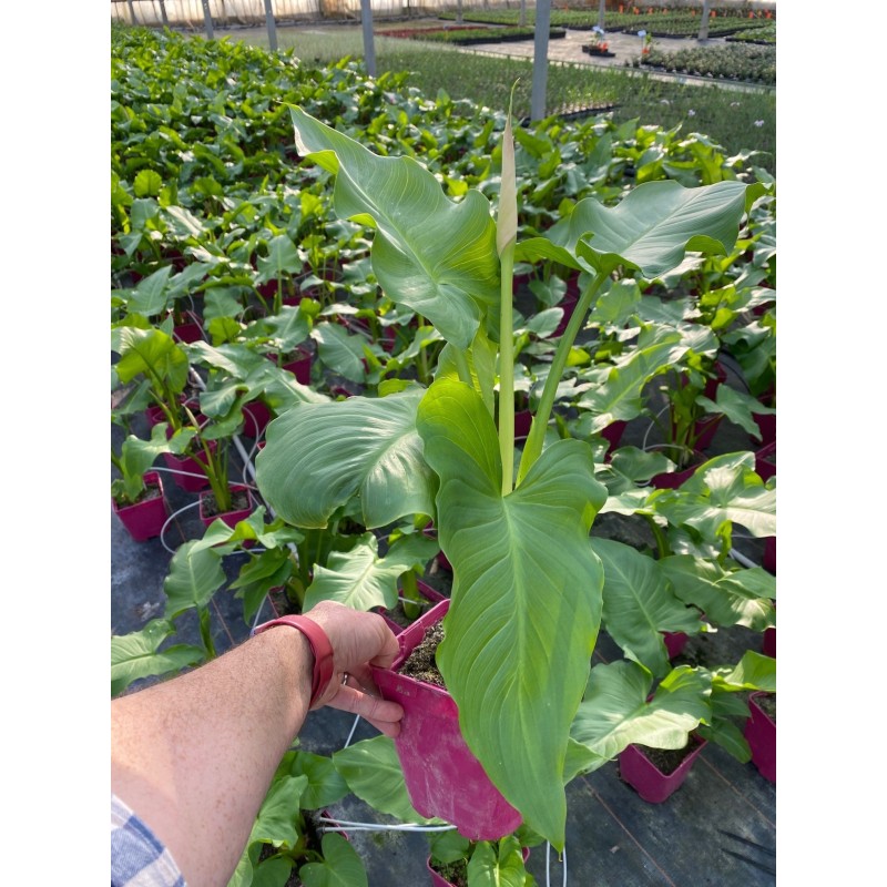  Arum 'Flamingo'