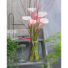  Arum 'Flamingo'