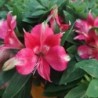  Alstroemère 'Lily Rose'