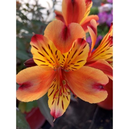 Alstroemeria Indian Summer®