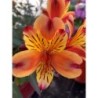 Alstroemeria Indian Summer®