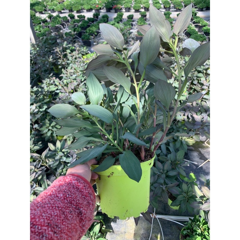  Alstroemeria Indian Summer®