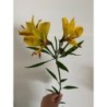 Alstroemère 'Sweet Laura'
