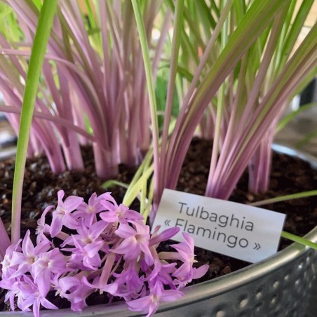 Tulbaghia "Flamingo"