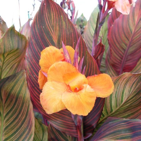 Canna Andaloucia