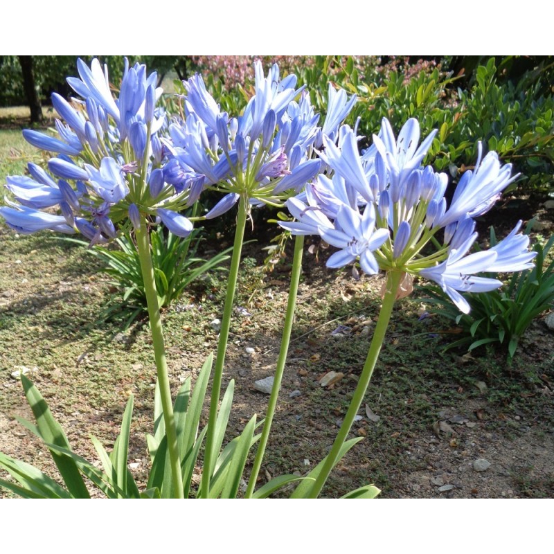  Agapanthe 'Pitchoune Blue'