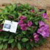  Alstroemère 'Lucas'