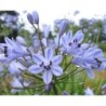 Agapanthe 'Vallée de la Romanche'
