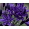 Agapanthe 'Royal Velvet'