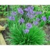  Agapanthe 'Star Quality'
