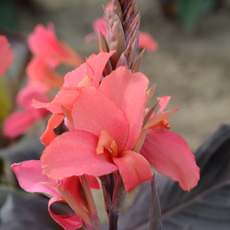 Canna 'Saladin'