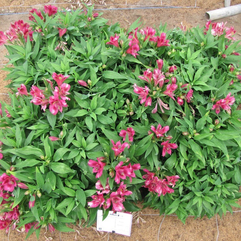  Alstroemère 'Lola'