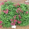  Alstroemère 'Lola'
