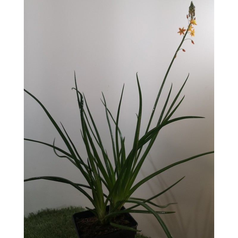  Bulbine orange