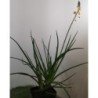  Bulbine orange
