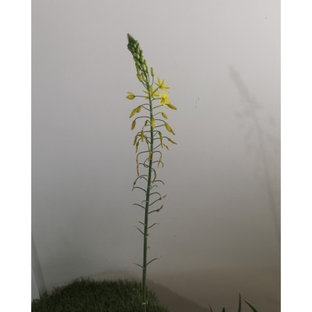 Bulbine jaune