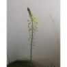 Bulbine jaune