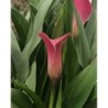  Arum de couleur rose