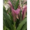  Arum de couleur violet
