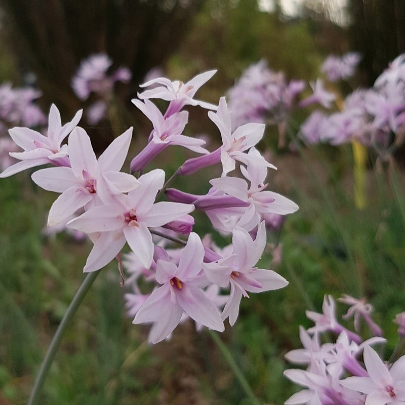 Tulbaghia Ashanti