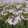  Tulbaghia Ashanti